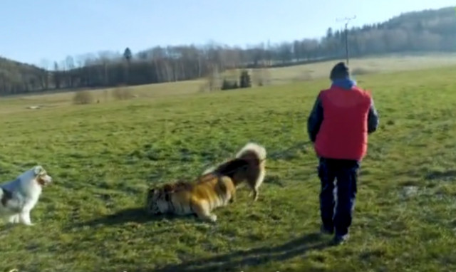 Βγάζει για βόλτα τα σκυλιά του παρέα με μια… τίγρη! Δείτε το απίθανο video