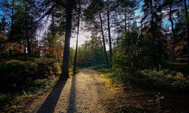 Περισσότερα από το 40% των ειδών δένδρων στη Γηραιά Ήπειρο απειλούνται με εξαφάνιση