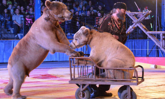 Θεία δίκη! Αρκούδα κάνει ντου στον θηριοδαμαστή! (vid)