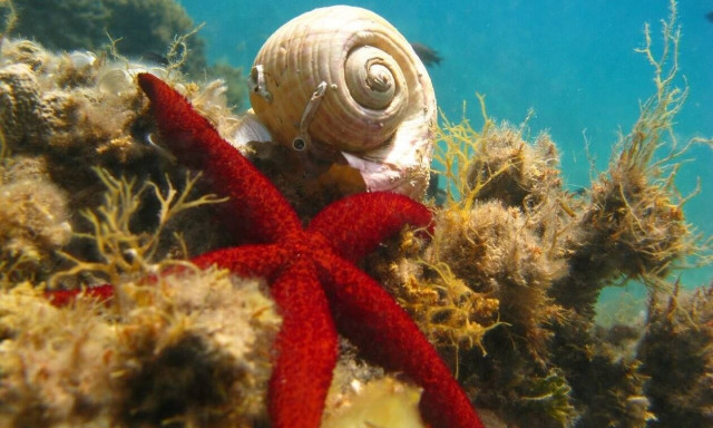 Λάρισα: Εξερευνώντας τον υποθαλάσσιο κόσμο στα παράλιά της - Δείτε υπέροχες φωτογραφίες