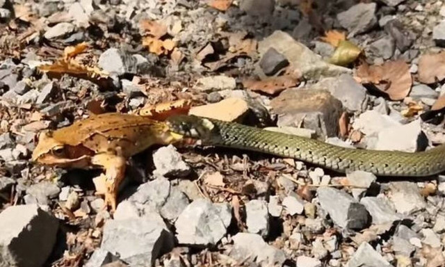 Σκληρή μάχη: Βάτραχος προσπαθεί να ξεφύγει από φίδι - Η συνέχεια θα σας σοκάρει (pics+vid)