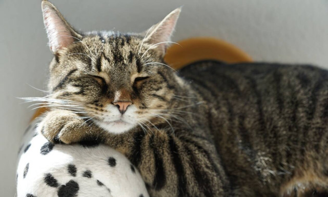 Παγκόσμια ημέρα ζώων: Αυτά είναι τα δικαιώματά τους (pics)