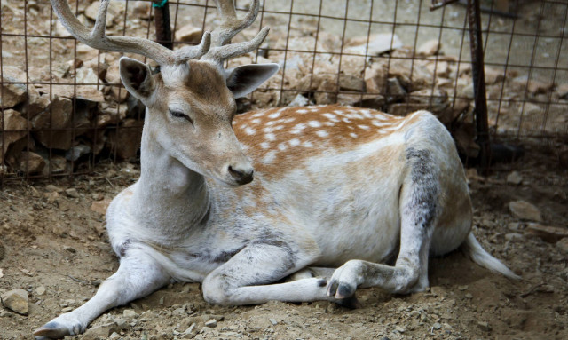 Φρίκη! Σκότωσαν τέσσερα ελάφια στον δημοτικό κήπο Κατερίνης