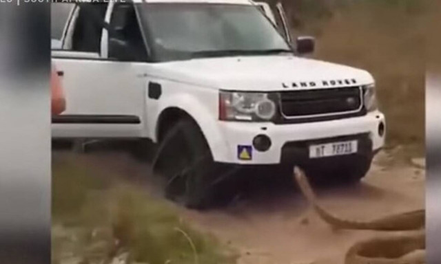 Εικόνες πανικού: Πύθωνας πέντε μέτρων καταδιώκει τουρίστες (vid)