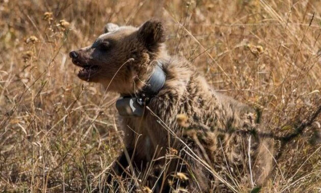 Επιχείρηση απεγκλωβισμού αρκούδας στην Καλαμπάκα
