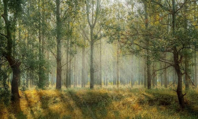 Γρεβενά: Η βόλτα στο δάσος έκρυβε μια τεράστια έκπληξη - Δείτε τι ανακάλυψε