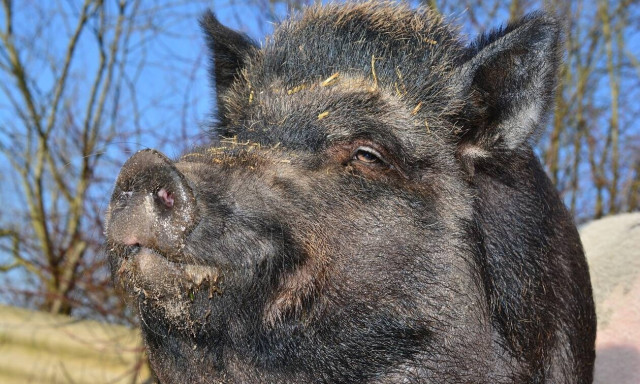 Αγριογούρουνα «κόβουν βόλτες» στην Εκάλη  - Δείτε το βίντεο