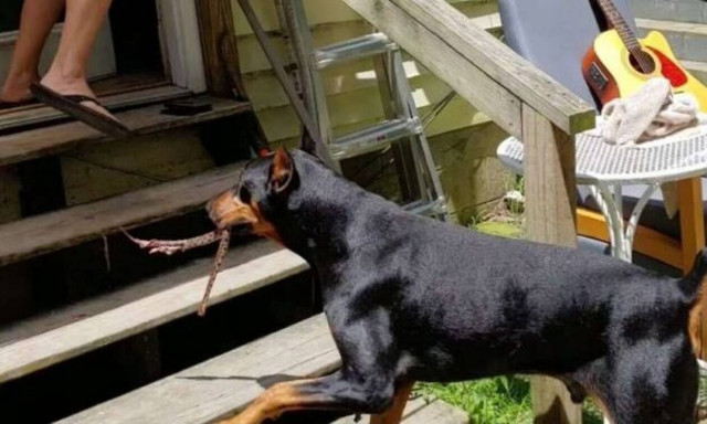 Ντόμπερμαν επιστρέφει σπίτι και η αφεντικίνα του ουρλιάζει με αυτό που βλέπει στο στόμα του! (vid)