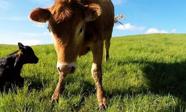 Η απίστευτη αντίδραση της αγελάδας όταν πλησιάζουν το μικρό της