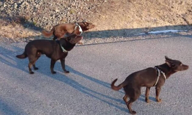 Δεν ξανάγινε! Δείτε πώς στέκονται τα 3 σκυλιά μπροστά στο αφεντικό τους