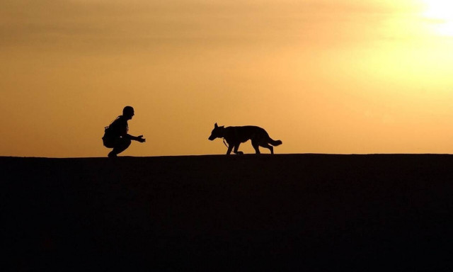 Σοκ: Έχασε τον σκύλο της - Ούρλιαζε από τρόμο όταν τον βρήκε