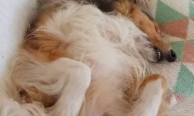 Σκύλος κοιμάται και… τραγουδάει στον ύπνο του! (vid)