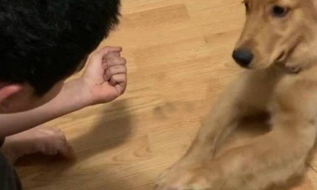 Αυτό ΔΕΝ είναι σκύλος, είναι πραγματικός… άνθρωπος! Δείτε τι κάνει (vid)