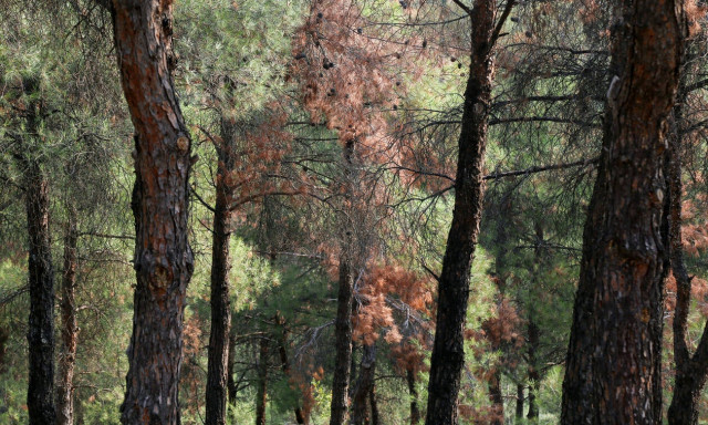 Τραγωδία στην Ηλεία: Και δεύτερος νεκρός στο δάσος της Στροφυλιάς