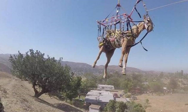 Πετάει ο γάιδαρος; Δείτε το απίθανο βίντεο!