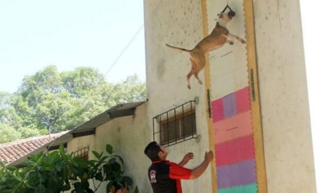 Σκύλος κάνει άλμα στον… θεό! - Δείτε το απίστευτο video