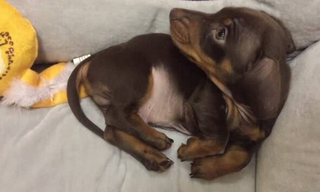 Αυτό είναι το κουταβάκι που τρέλανε το ίντερνετ! (vid)