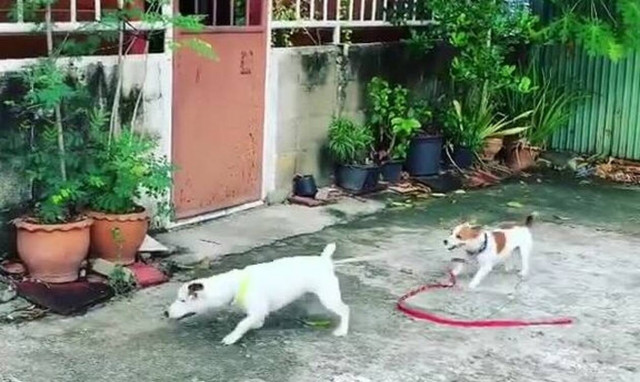 Αυτό δεν είναι σκύλος, είναι… άνθρωπος! Δείτε το απίθανο βίντεο