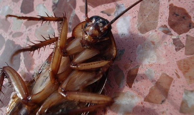 «Κλάμα»: Προσπάθησε να βάλει φωτιά σε φωλιά κατσαρίδων, αλλά τελικά ανατίναξε τον κήπο του