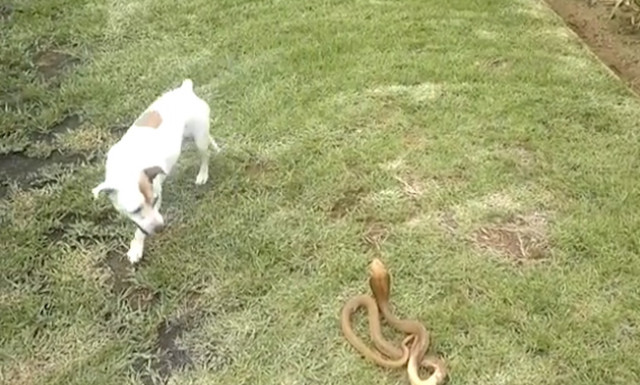 Σκύλος ΞΕΣΚΙΖΕΙ βασιλική κόμπρα για να προστατέψει την οικογένειά του! (vid)