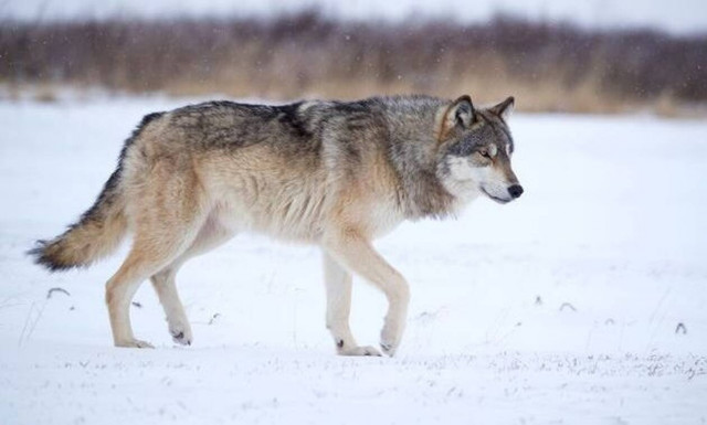 Σκύλος συναντάει λύκο στο δάσος - Αυτό που συνέβη δεν το περίμενε κανείς! (vid)