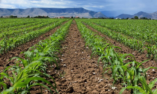 ΟΠΕΚΕΠΕ: Την Πέμπτη (24/10) η καταβολή του 70% της βασικής ενίσχυσης ύψους