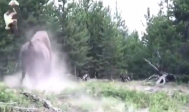 Η σοκαριστική στιγμή που βίσονας πετάει 9χρονο κοριτσάκι στον αέρα! (vid)