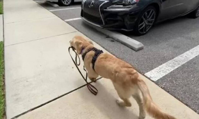 Ο σκύλος πιάνει το λουρί και η συνέχεια είναι σκέτη απόλαυση!