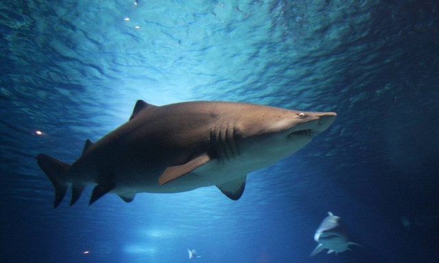 Φρίκη: Καρχαρίας κατασπάραξε γυναίκα μπροστά στα μάτια του 6χρονου γιου της