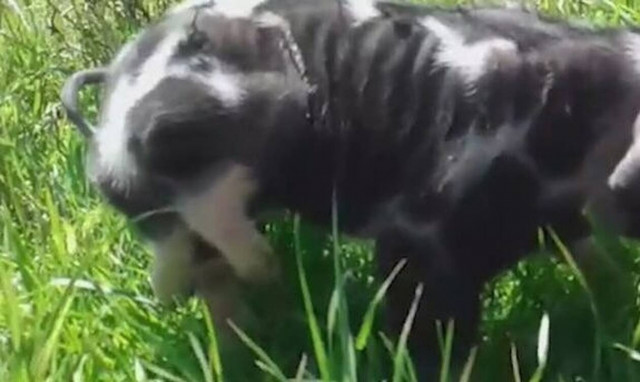 Τρομερό! Γεννήθηκε γουρουνάκι με 6 πόδια (vid)