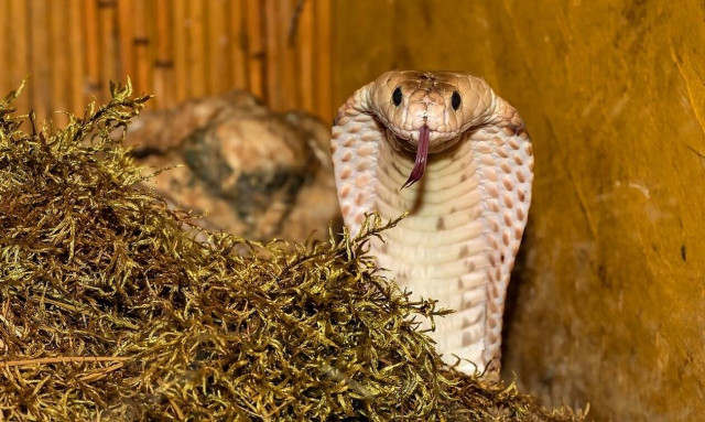 Γιάννενα: Η πλάκα δεν ήταν τελικά αστεία - Δείτε τι είπε στην αστυνομία