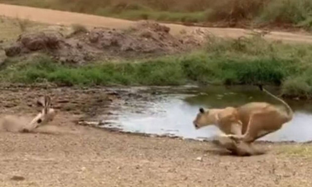 Λιοντάρι όρμησε σε αντιλόπη - Δείτε τι ακολούθησε