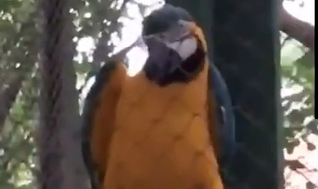 Επικό! Παπαγάλος δίνει τον ρυθμό σε ρέιβ πάρτι (vid)