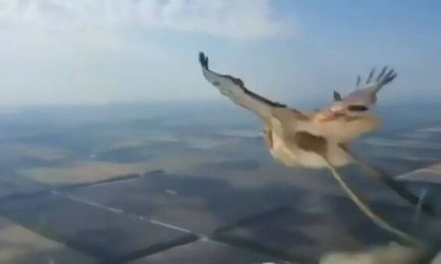 Απίστευτο: Πουλί πέφτει πάνω σε αεροπλάνο και εξαϋλώνεται! (Προσοχή: Σκληρές εικόνες)