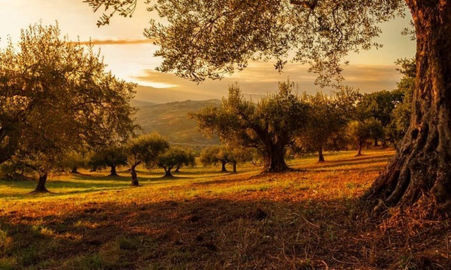 Απίστευτο: Έκλεβαν ελιές από ξένο χωράφι -Ζημιά τουλάχιστον 1.000 ευρώ 