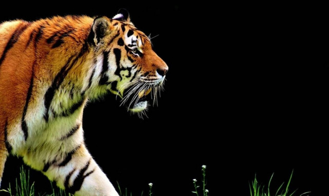 Έβαλαν χρυσά δόντια σε τίγρη – Εντυπωσιακές εικόνες (pics)