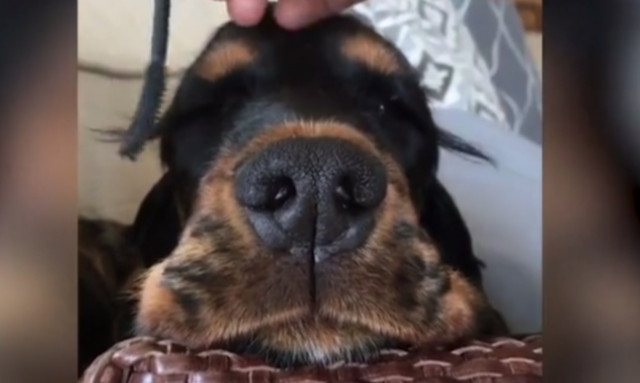 Δείτε πώς κάθεται η σκυλίτσα όταν βάφουν τις… βλεφαρίδες της! (vid)