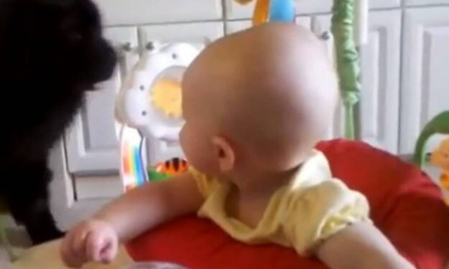 Δείτε τι γίνεται όταν μπαίνει στο δωμάτιο ο πελώριος σκύλος