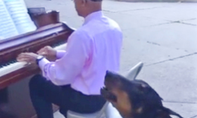 Ντόμπερμαν ακούει πιάνο και «ξεσαλώνει»