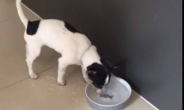 Δείτε τι έκαναν στον σκύλο για να τον… τρελάνουν! (vid)