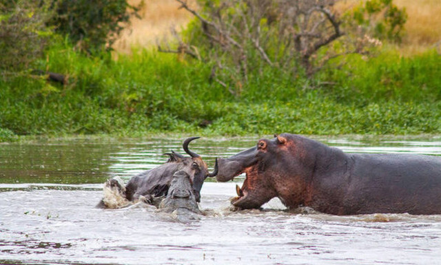Iπποπόταμος «τσακίζει» κροκόδειλο για να σώσει το βουβάλι!
