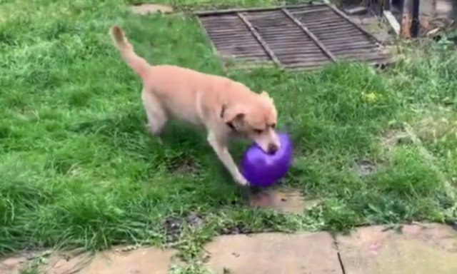 Σκύλος παίζει με μπαλόνι και ξαφνικά… μπαμ! Δείτε το ξεκαρδιστικό 