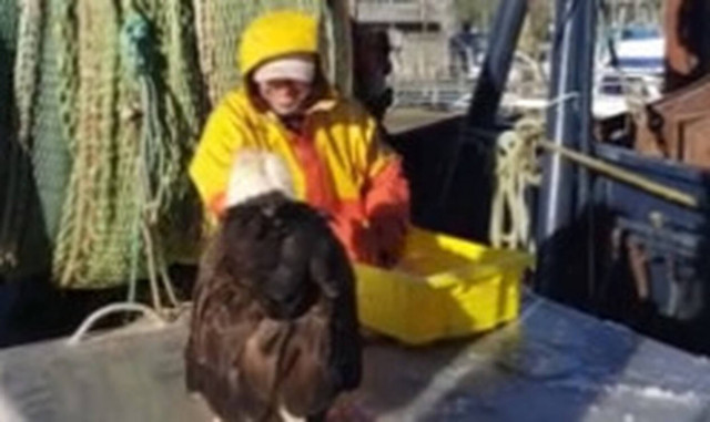 Αετός πάει δίπλα στον ψαρά και αυτό που κάνει είναι… αλητεία! (vid)