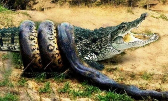 Πύθωνας αναγκάζει κροκόδειλο σε υποχώρηση! (vid)