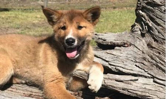 Νόμιζαν πως βρήκαν ένα παρατημένο κουτάβι - Η αλήθεια όμως τους σόκαρε