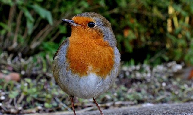 Άφωνοι οι επιστήμονες: Δείτε τι έκανε το πουλί που ξεπέρασε ακόμα και τα αεροπλάνα