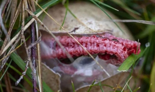 Φρίκη: Η απόκοσμη ανακάλυψη στο δάσος - Η μυρωδιά θανάτου τους έκανε να «παγώσουν»