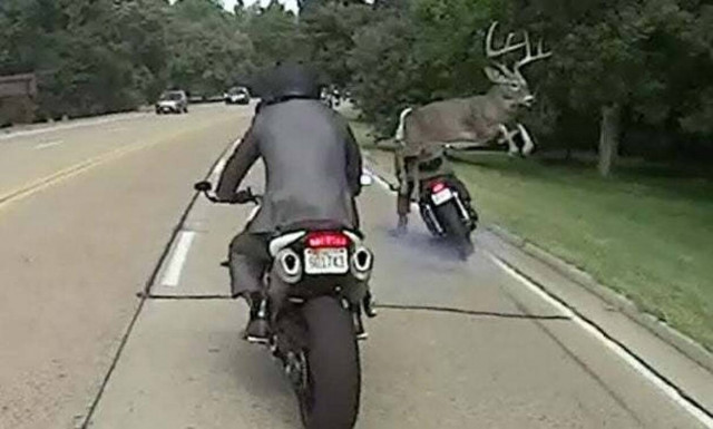 Απίστευτο εικόνες: Ελάφι πέφτει πάνω... σε μηχανάκι (vid)