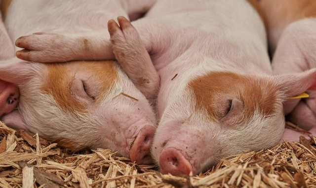 «Ζεστό» χρήμα για τους κτηνοτρόφους