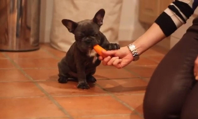 Δίνουν λιχουδιά στο κουτάβι και παθαίνει… ηλεκτροσόκ! (vid)